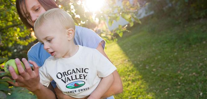 在信息时代,消费者想知道他们的食物来自哪里。是本地种植的吗?花了多长时间到达我的盘子?在运输过程中使用了多少燃料?随着互联网和技术的进步,消费者更容易找到信息,有机企业和生产者的供应链变得更加透明。这有助于维持他们的客户群,有生态意识的消费者,他们希望成为解决我们世界面临的许多问题的一部分。有机谷合作社(与CCOF一样,与美国农业部合作,共同制定了有机标准)是众多企业之一,通过在其网站上提供可追溯源来应对这一挑战。通过插入邮政编码,消费者可以看到生产他们购买的乳制品的操作。有机谷一直与社区保持着积极的关系,因为它是一个合作社——在当前的经济环境下,越来越少的企业可以选择走这条路。现在有机谷与客户的联系比以往任何时候都更加紧密,提供有关他们产品的具体来源信息。 Before 2020, consumers were already asking the question, “Where does my food come from?” With the coronavirus pandemic creating more health concerns, those who were on the fence about organic have made the switch, feeding their families more organic products to keep their immune systems healthy. Now, parents can hand some research off to their tech-savvy kids by asking them to look up who made the milk they are drinking. Forbes.com quoted Ahmed Rahim, founder and CEO of Numi Organic Tea on increased consumer awareness in 2019: The brands consumers eat, drink, and wear have become an expression of who they aspire to be, which is why they seek out a company’s origin story, sustainability efforts, social consciousness, and corporate transparency.… Consumers are seeing their purchasing decisions as a form of activism–they are “voting with their dollars,” supporting