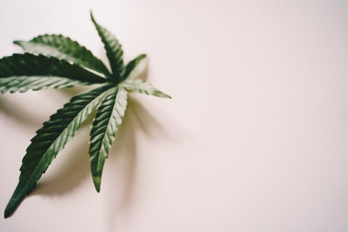 大麻叶