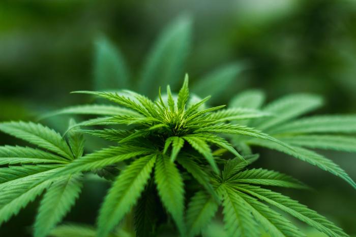 大麻植物